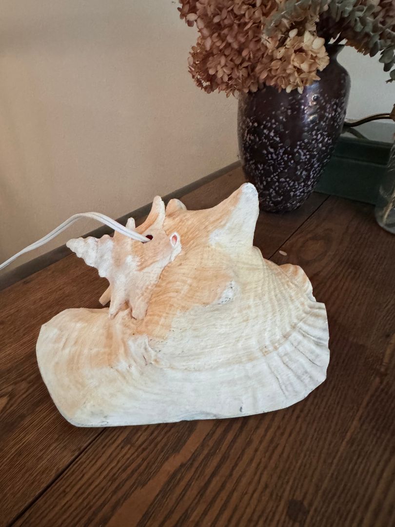 Shell lamp