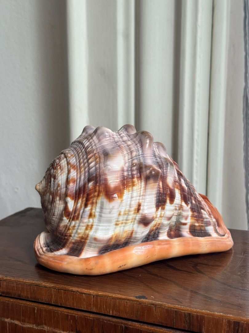 Large Bullmouth Shell