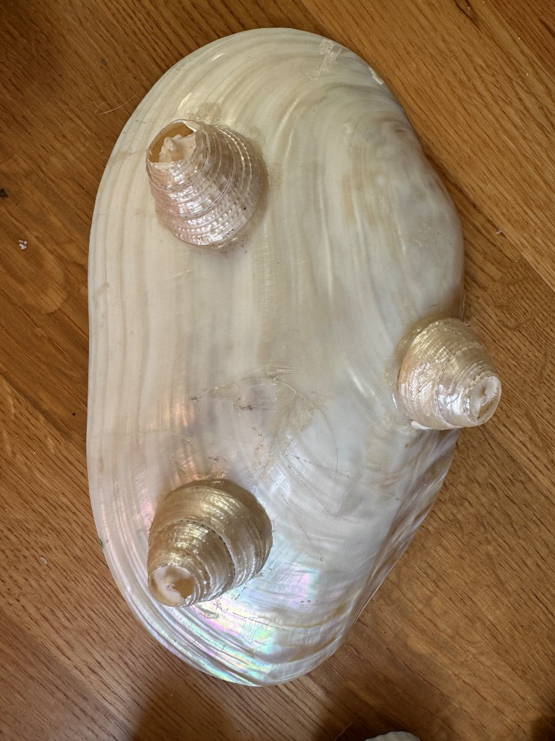 Lg shell tray ‘as is’