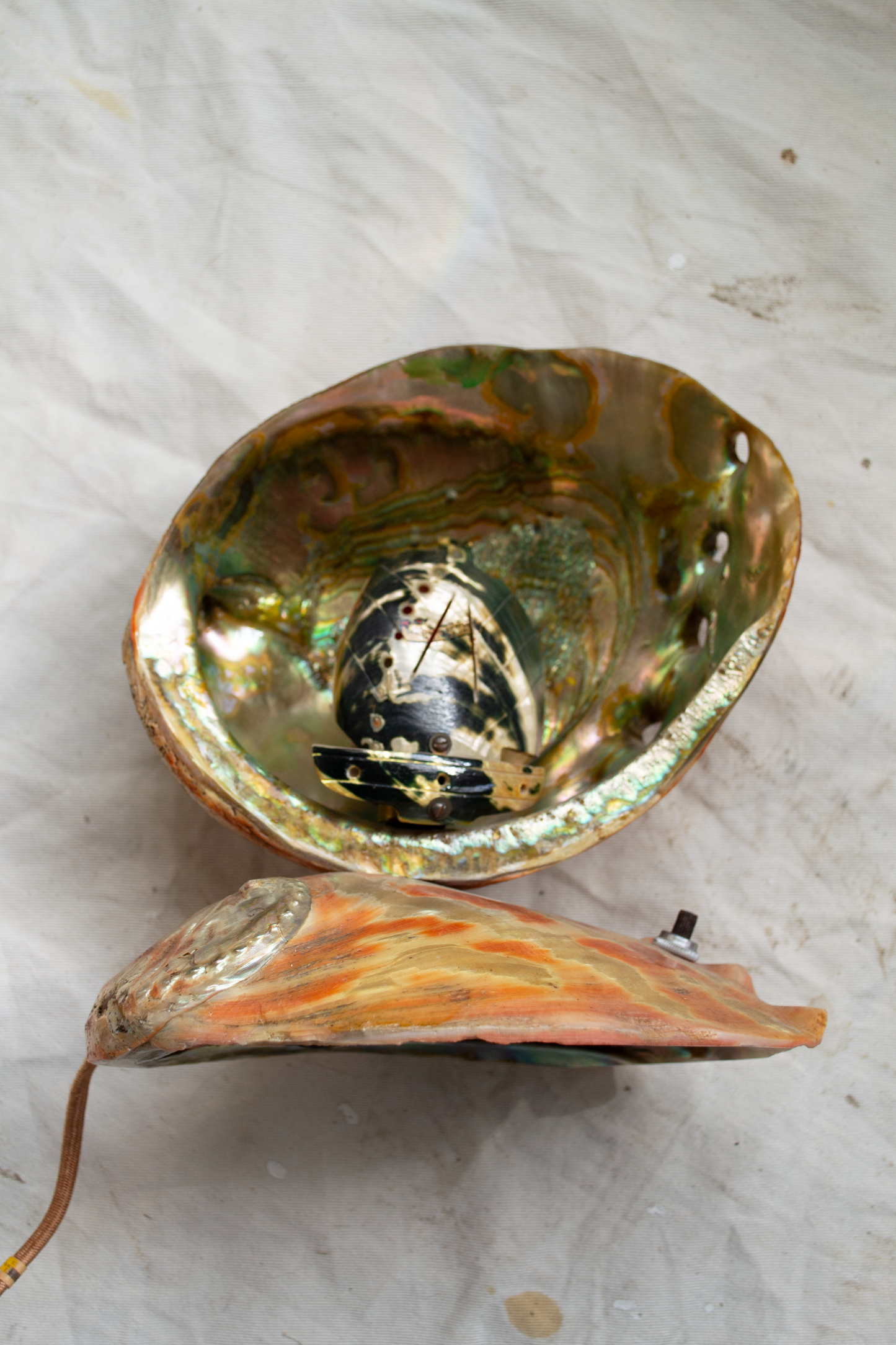 Abalone Lamp