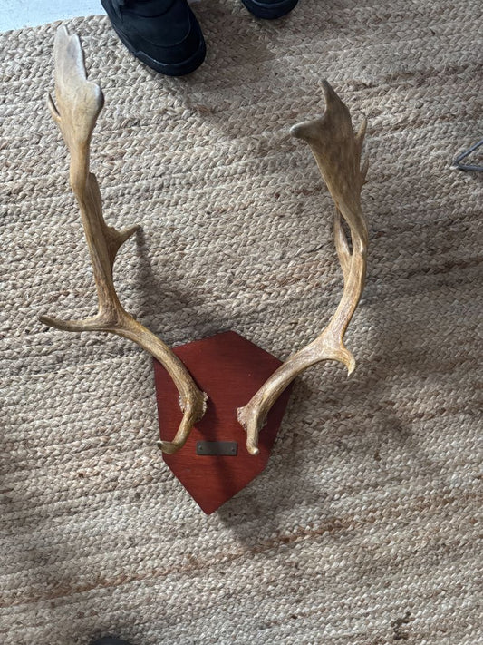 Large Wall Mounted Antlers