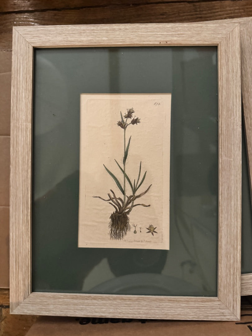Framed hand painted botanical lithographs