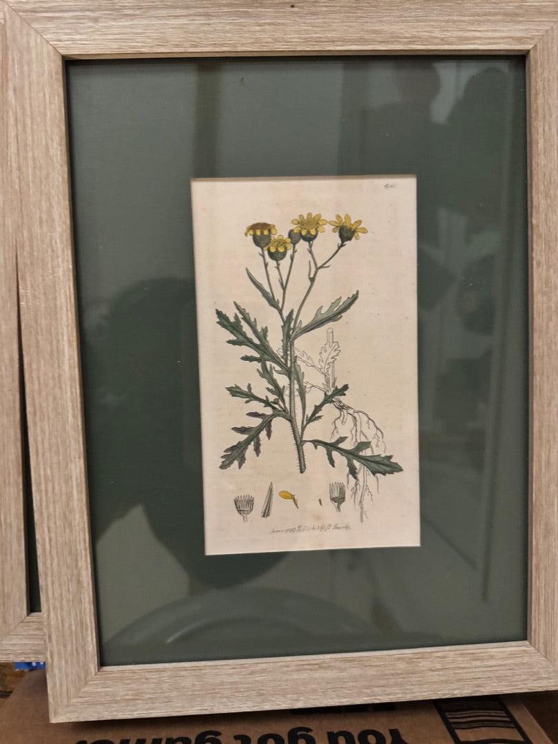 Framed hand painted botanical lithographs