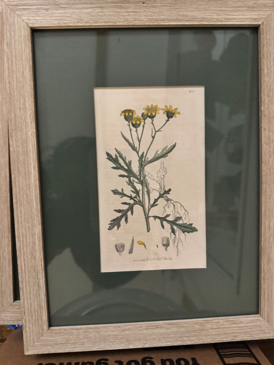 Framed hand painted botanical lithographs
