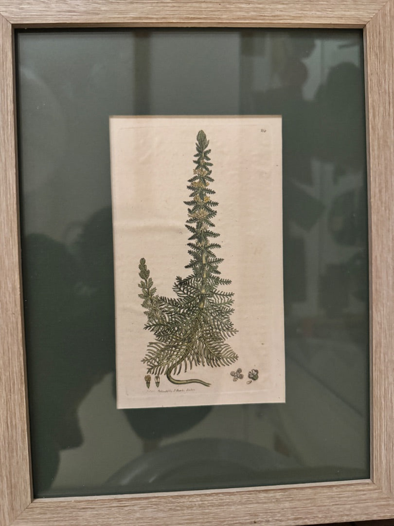Framed hand painted botanical lithographs
