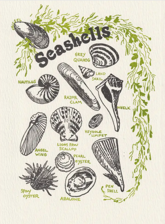 Saturn Press: Seashells